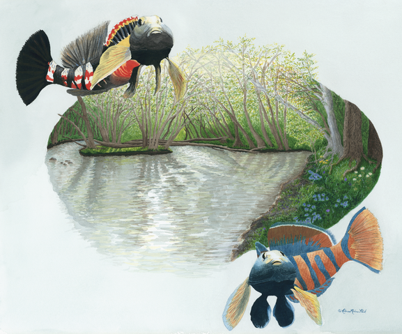 Nature art from studio d'une. Darters as one with Darby Creek in the spring.