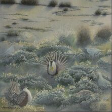 home for sage grouse print - studio d'une