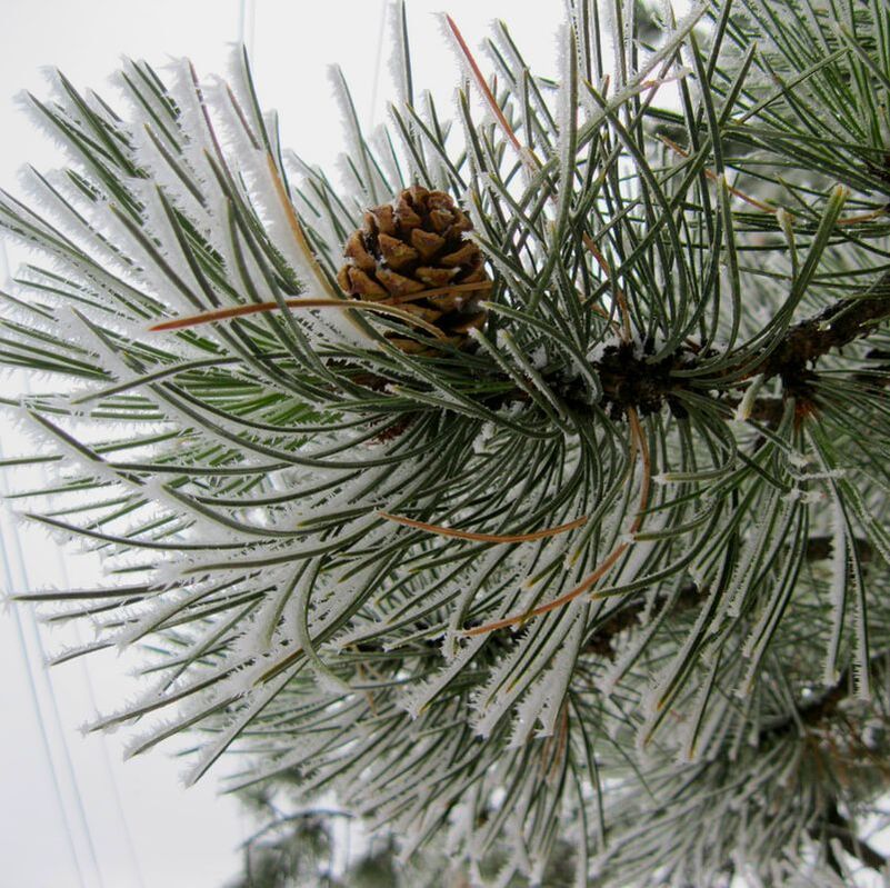 Picture-Winter-Pine-Cone