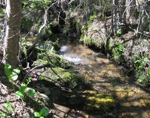 Picture-Beaver Brook