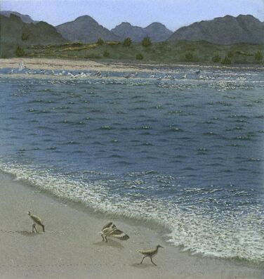 Picture-shorebirds-sea of cortez