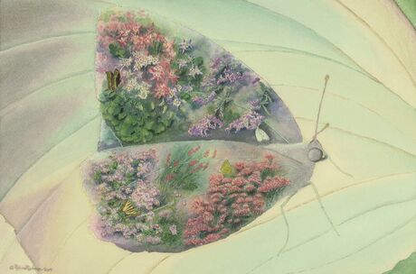 studio d'une-butterflies-wildflowers