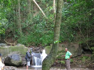 Picture-Rainforest Hike