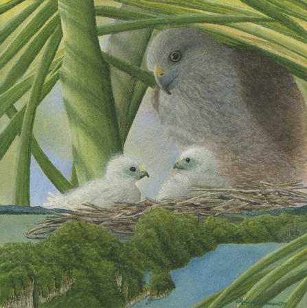 Nature art from studio d'une. Ridgway's Hawk and nestlings.