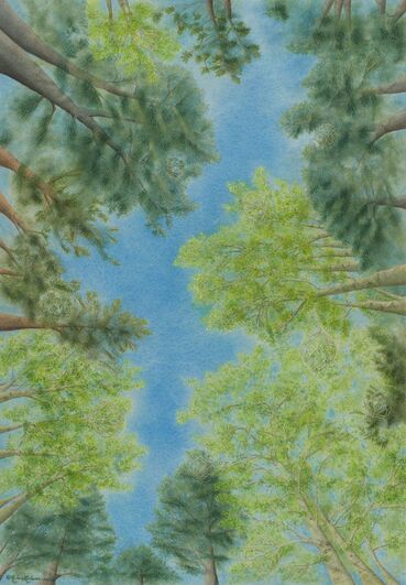 Picture-Aspen-Evergreen-Trees