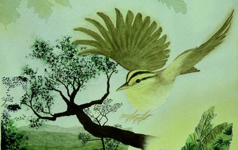 Picture-Warbler-Nature Art