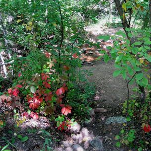 Picture-fall foliage-Bear Creek