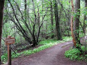 Picture-Enchanted Forest Trail