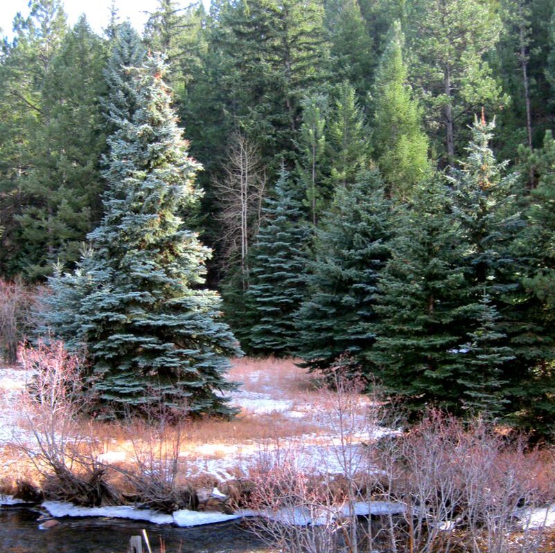 picture-blue spruce