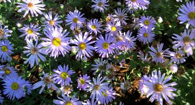 Picture-Fall-Asters