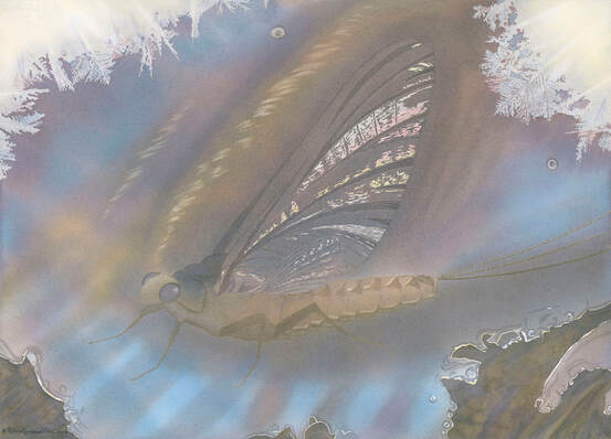 Nature art from studio d'une. Mayfly as one with ice crystals and stream.