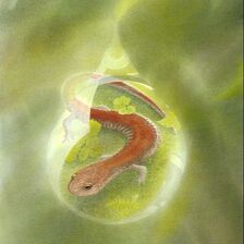 red-backed salamander - studio d'une - print