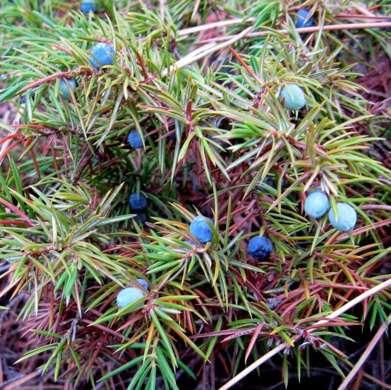 picture-juniper berries