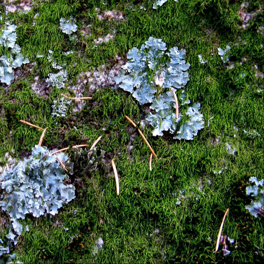 picture-blue lichen-studiodune