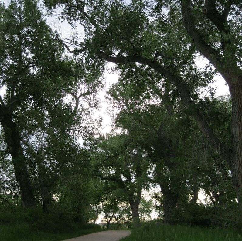 Picture-Old Cottonwood Trees