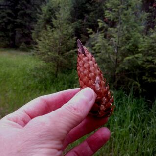 Picture-Spruce Cone-Feather