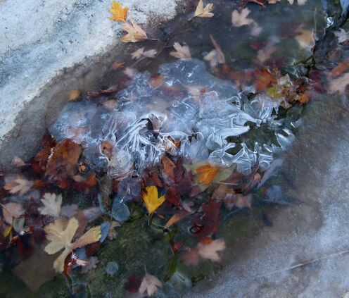 Picture-Ice-Leaves-Sulfur Gulch