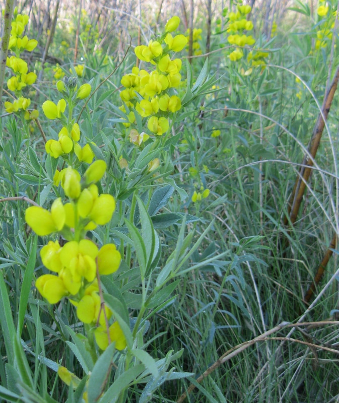 Nature art by studio d'une. Wildflowers of the West - Yellow Pea.